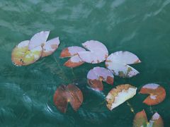 -腾冲北海湿地