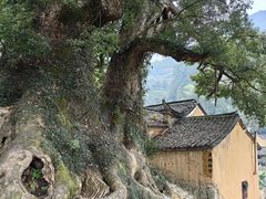 -杨家堂村