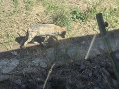 -新疆天山野生动物园