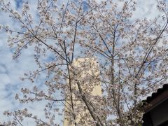 -高东镇樱花园