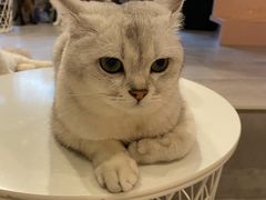 -猫儿山۰猫主题餐厅