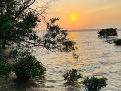 -宝安西湾红树林湿地公园