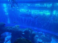 -成都浩海立方海洋公园