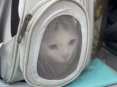 -四月宠物医院·猫专科·心脏专科·内科(转塘店)