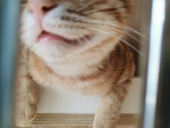 -老吴的猫·猫舍(新区店)
