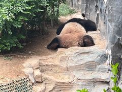 -五龙山野生动物王国
