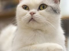 -柴迷FANS CLUB·柴犬狗咖·猫咖
