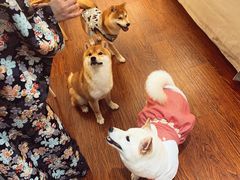 -豆柴町-柴犬主题狗咖(红鼎国际C座店)