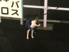 -申普宠物医院·心脏介入·心血管微创(总院)