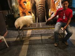 -清迈夜间动物园