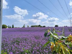 -紫颐香薰山谷景区