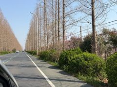 -盐城丹顶鹤湿地生态旅游区
