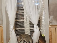 -猫色咖啡·猫咖