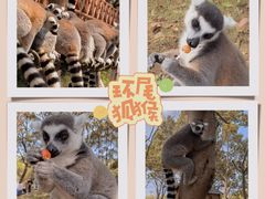 -上海野生动物园