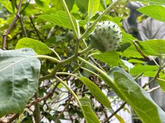 -广州神农草堂中医药博物馆