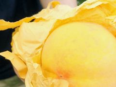 -樂桃源奉贤黄桃种植采摘基地