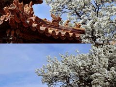 -故宫博物院(故宫)