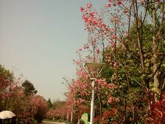 景点-洛龙公园