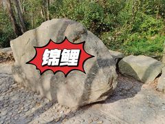 -上海佘山国家森林公园天马山园