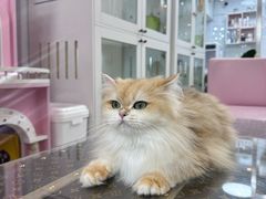 -青奢宠物·青奢猫舍