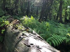 -五营红松林海景区