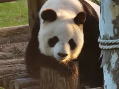 -西霞口神雕山野生动物世界