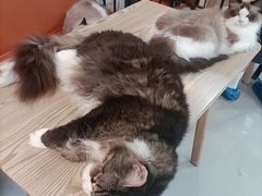 -豆逗聊愈猫阁Easy Life