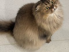-共舞时光猫咖·狗咖(新街口店)