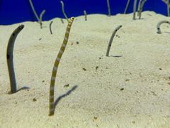 -上海海洋水族馆