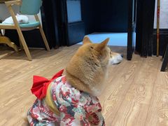 -猫色咖啡·猫咖