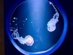 -欢乐海岸海洋奇梦馆