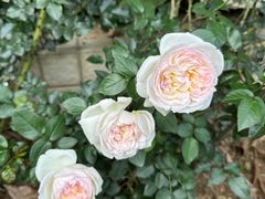 -人民公园(罗湖区)