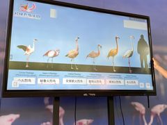 -广州长隆飞鸟乐园