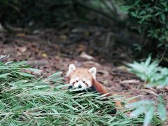 -成都大熊猫繁育研究基地