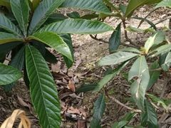 -塘栖枇杷特色园区