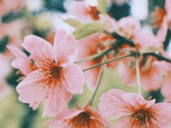-南山植物园