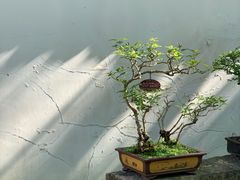 -上海醉白池公园