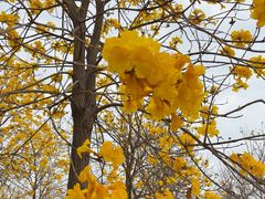 -天适樱花悠乐园