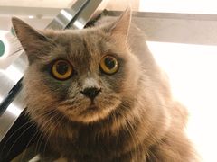 -飞行喵MR PILOT|猫舍·猫咖(静安大融城店)