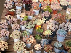 -金陵花卉交易市场