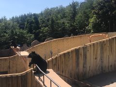 -东方熊牧场