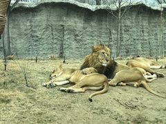 -北京野生动物园