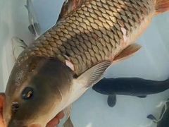 江鲤鱼-庆岭迎宾园正宗活鱼馆