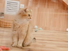 -袖虎·猫馆(体育西路店)