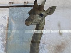 -石家庄市动物园