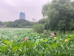 -无锡蠡湖国家湿地公园-蠡园