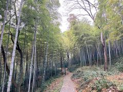 -上海佘山国家森林公园天马山园