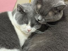 -瑞鹏宠物医院·骨科·猫科·内科(第一中心)