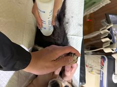 -瑞鹏宠物医院·宠保定点·心脏科·内科(御桥分院)