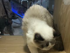 -屋虎猫馆(宝安大仟里店)